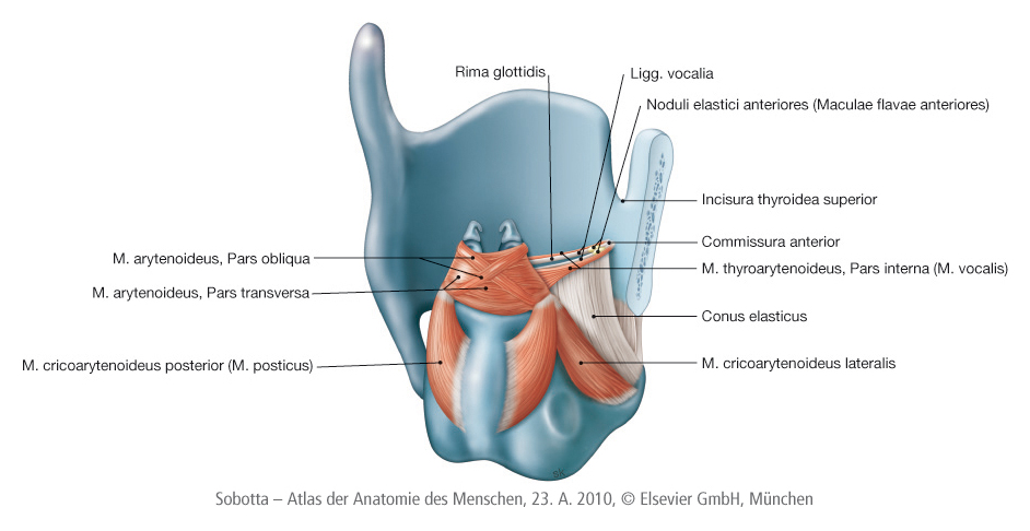 Stimmmuskel